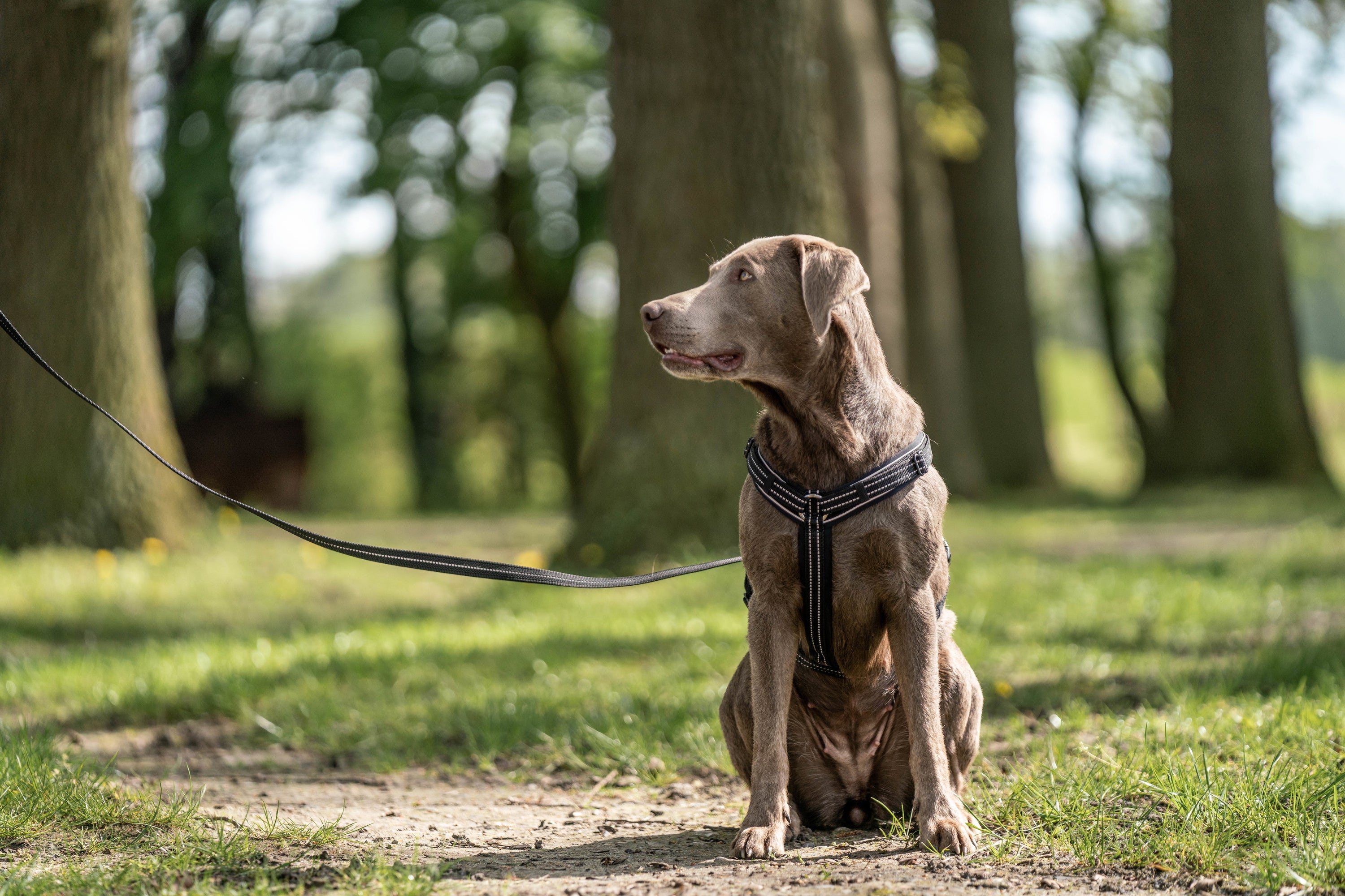 Hund mit schwarzen Y-Geschirr im Wald