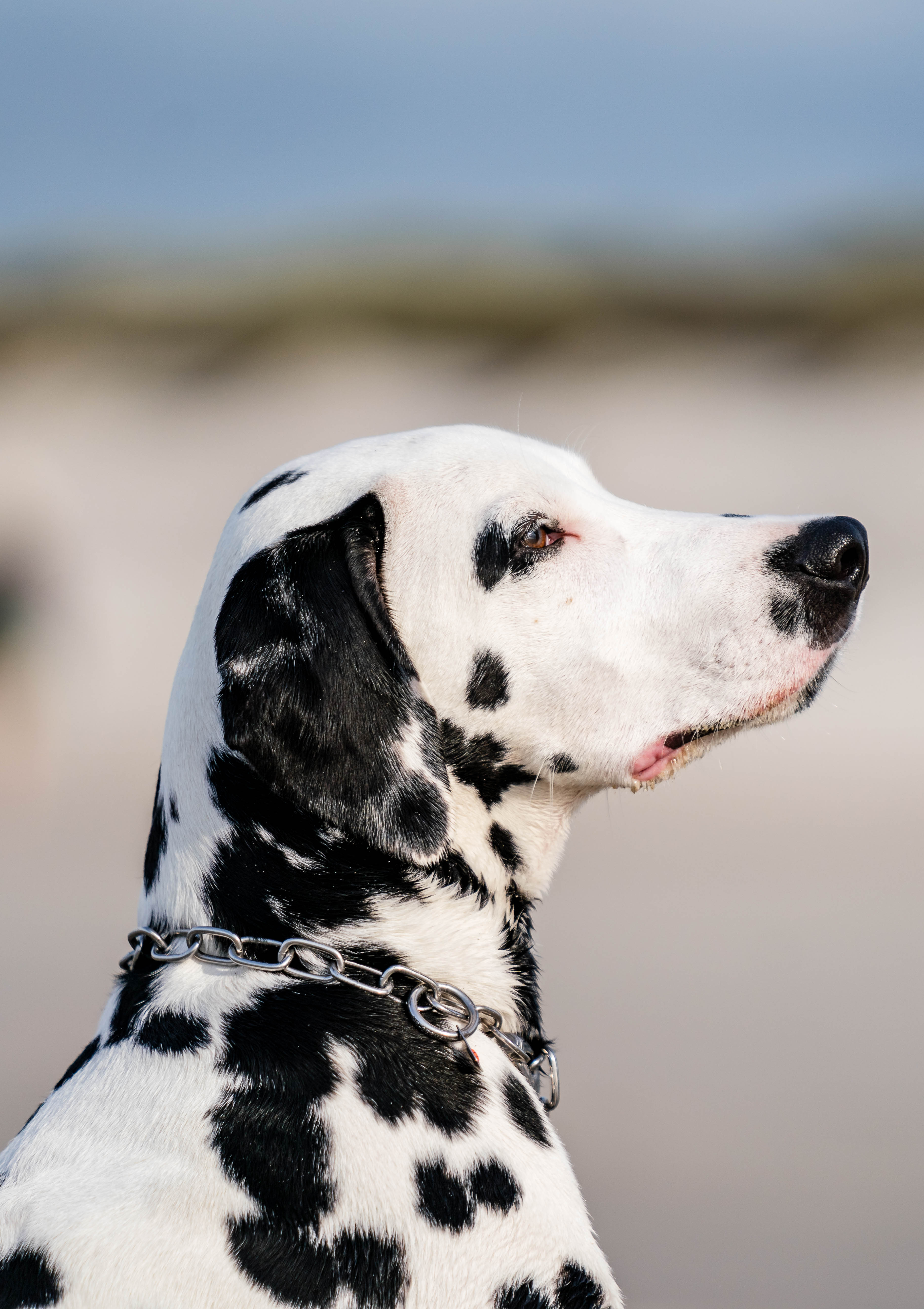 Ein Dalmatierrüde mit schwarz-weißen Flecken steht auf einem Strand. Er blickt leicht nach oben und zur Seite, während er eine Einschätzung der Umgebung vornimmt. Im Hintergrund sind verschwommene Sanddünen zu erkennen. Der Hund trägt eine glänzende Halskette.