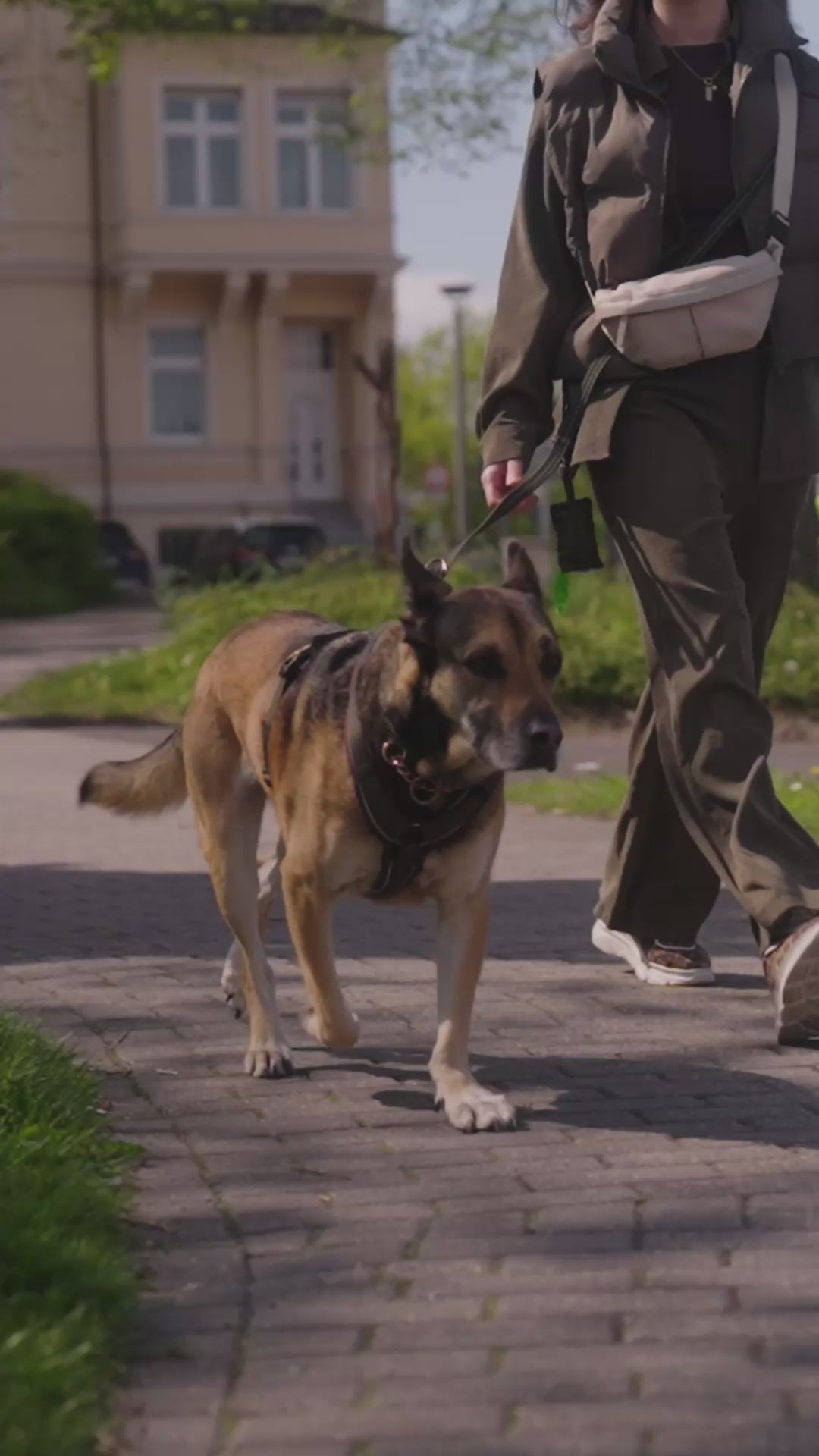 Produktvideo: Hundegeschirr Y-Geschirr 2.0 – Geschirr groß grün-braun.mov