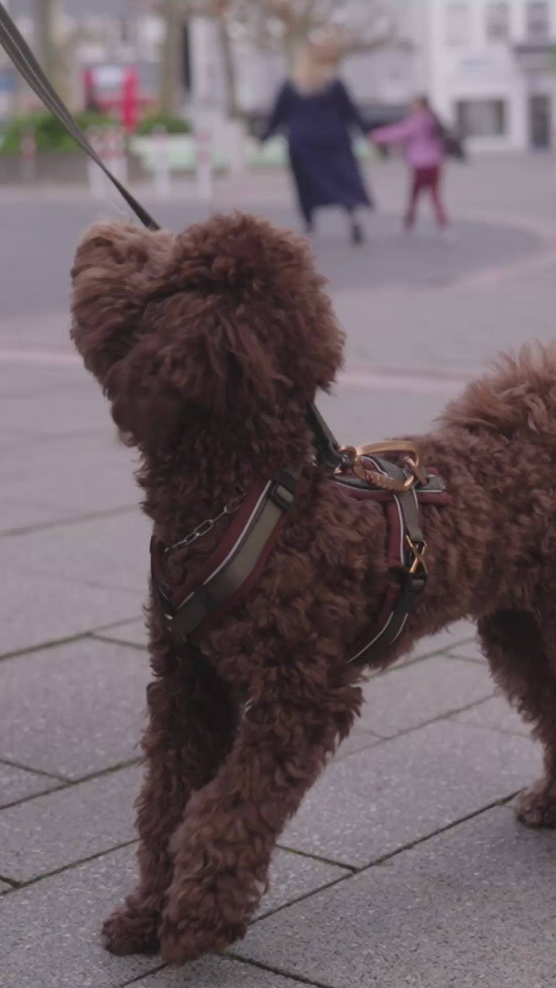 Produktvideo: Hundegeschirr Y-Geschirr 2.0 – Geschirr klein grün-braun.mov