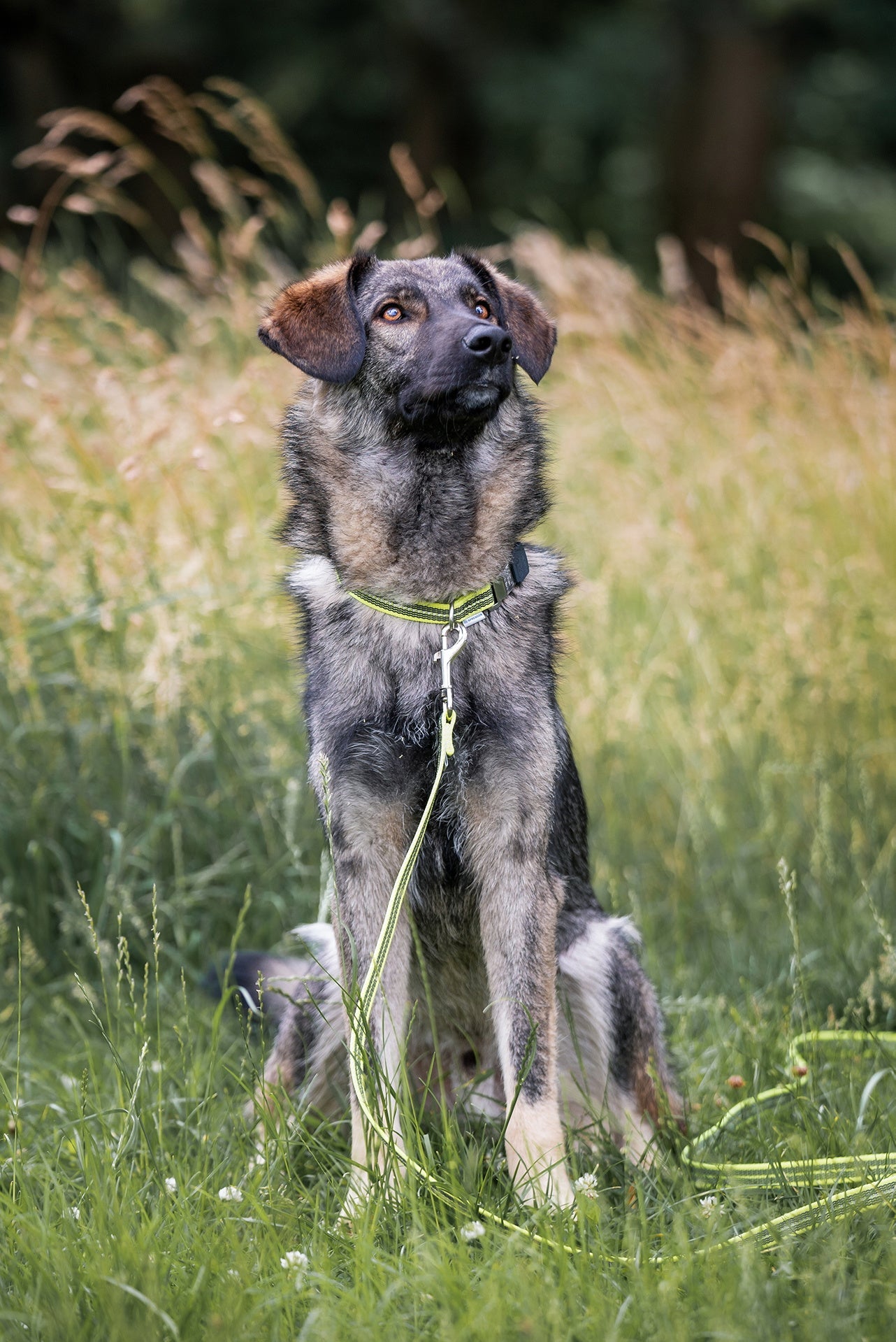 Hund mit verstellbaren grünen Halsband und Leine