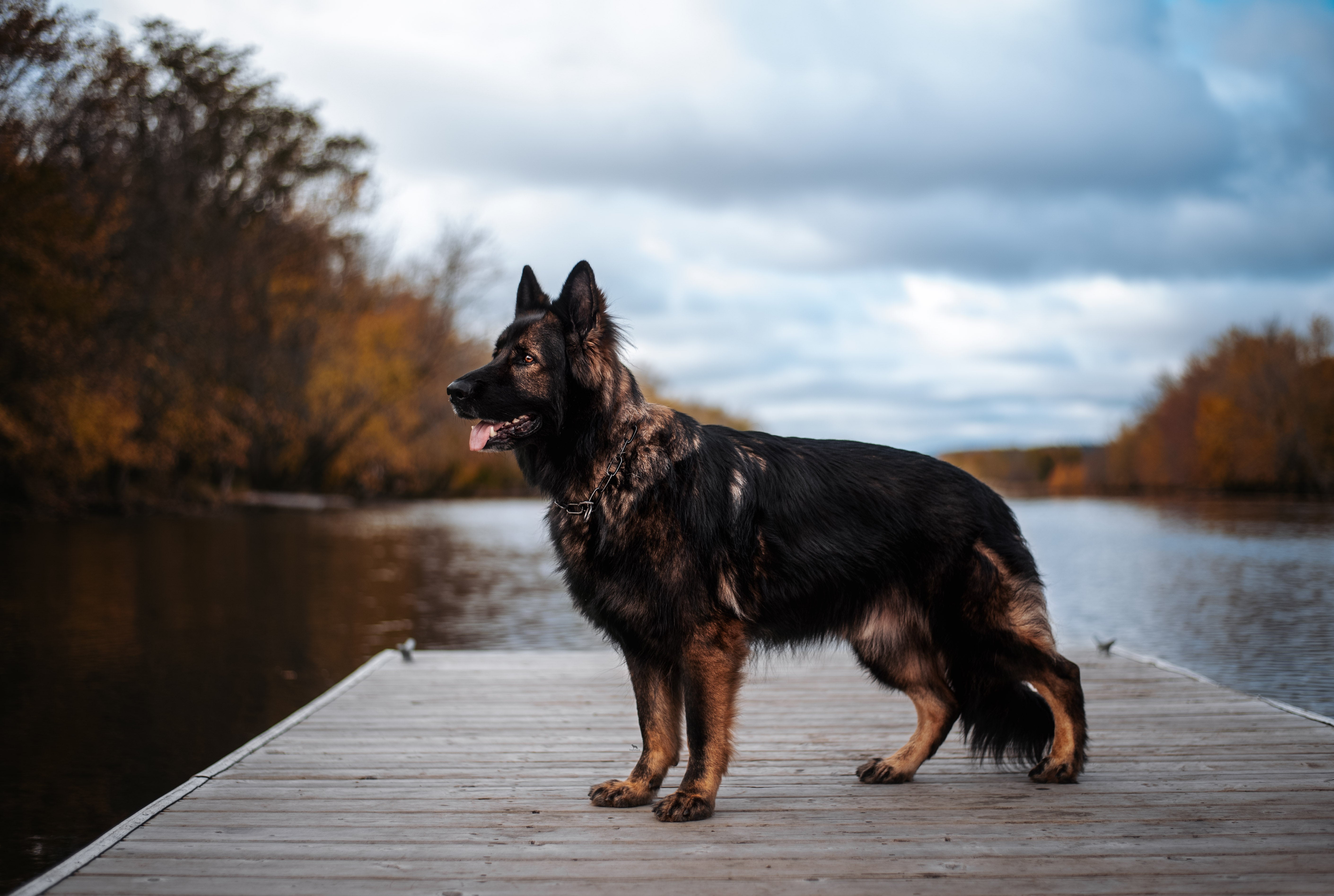 Hund am Seesteg