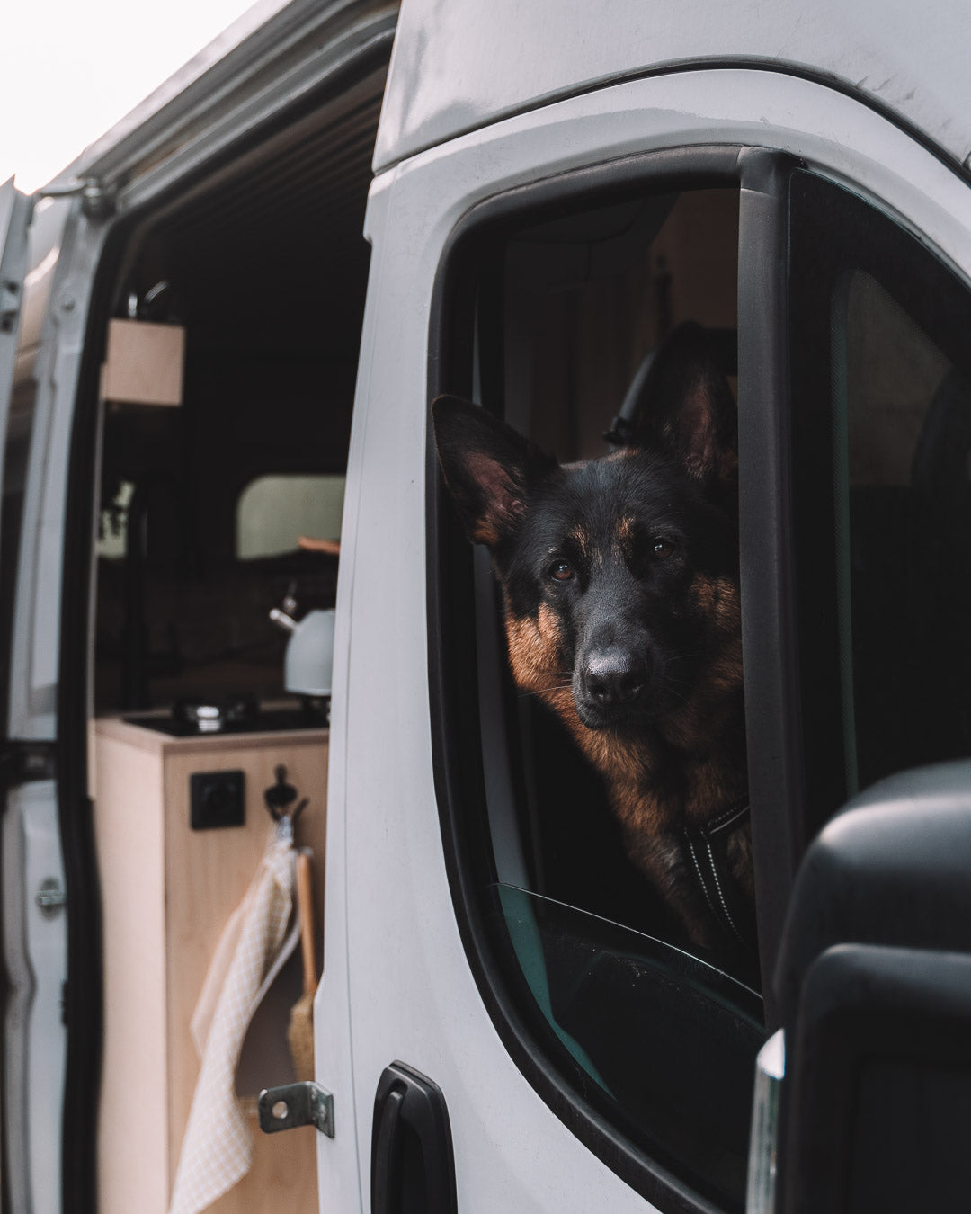 Schäferhund im Wohnmobil